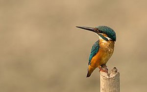 Номин шогшир